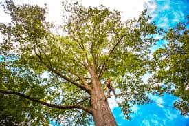 Best Commercial Tree Removal  in Hereford, TX